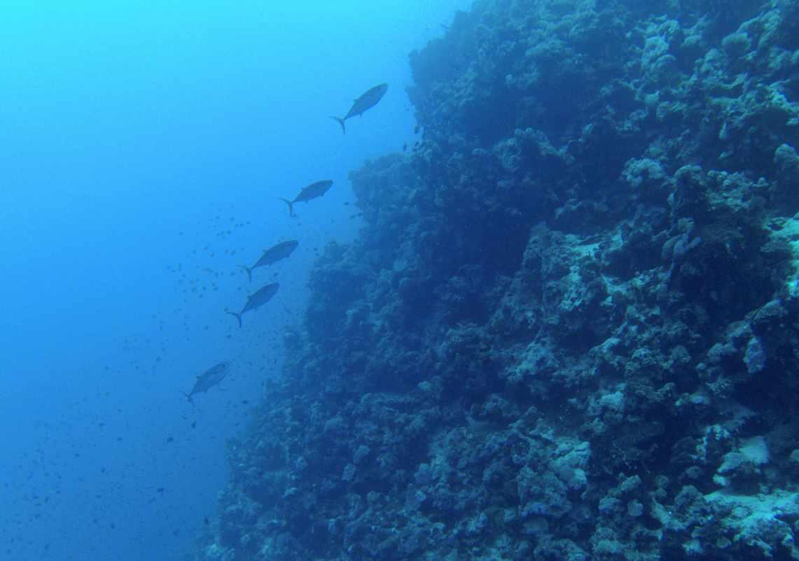 盗贼之海